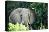 Angry elephant in Uganda's Murchison Falls National Park, Uganda, Africa-Tom Broadhurst-Stretched Canvas