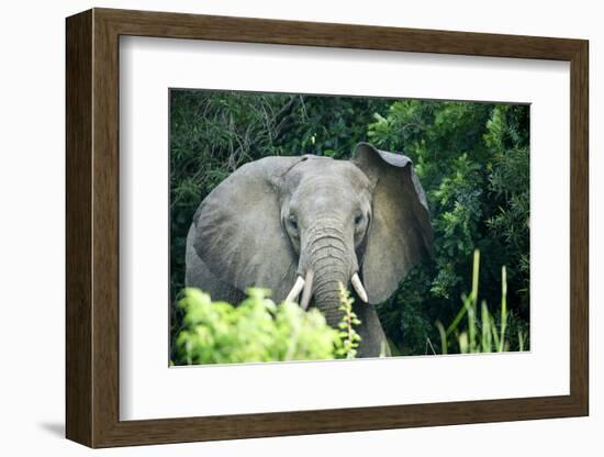 Angry elephant in Uganda's Murchison Falls National Park, Uganda, Africa-Tom Broadhurst-Framed Photographic Print