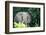 Angry elephant in Uganda's Murchison Falls National Park, Uganda, Africa-Tom Broadhurst-Framed Photographic Print