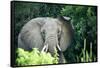 Angry elephant in Uganda's Murchison Falls National Park, Uganda, Africa-Tom Broadhurst-Framed Stretched Canvas