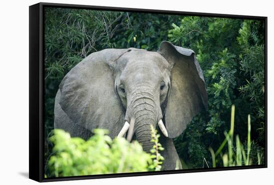 Angry elephant in Uganda's Murchison Falls National Park, Uganda, Africa-Tom Broadhurst-Framed Stretched Canvas