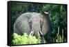 Angry elephant in Uganda's Murchison Falls National Park, Uganda, Africa-Tom Broadhurst-Framed Stretched Canvas
