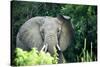 Angry elephant in Uganda's Murchison Falls National Park, Uganda, Africa-Tom Broadhurst-Stretched Canvas