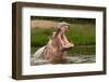 Angry Hippo (Hippopotamus Amphibius), Hippo with a Wide Open Mouth Displaying Dominance, Kazinga Ch-Tomas Drahos-Framed Photographic Print
