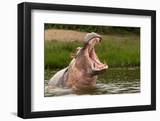 Angry Hippo (Hippopotamus Amphibius), Hippo with a Wide Open Mouth Displaying Dominance, Kazinga Ch-Tomas Drahos-Framed Photographic Print