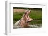 Angry Hippo (Hippopotamus Amphibius), Hippo with a Wide Open Mouth Displaying Dominance, Kazinga Ch-Tomas Drahos-Framed Photographic Print