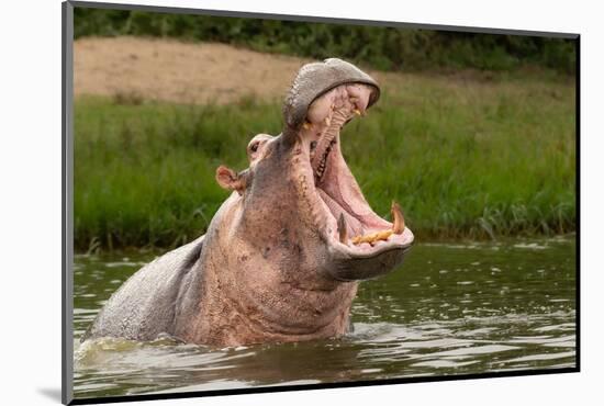 Angry Hippo (Hippopotamus Amphibius), Hippo with a Wide Open Mouth Displaying Dominance, Kazinga Ch-Tomas Drahos-Mounted Photographic Print