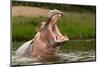 Angry Hippo (Hippopotamus Amphibius), Hippo with a Wide Open Mouth Displaying Dominance, Kazinga Ch-Tomas Drahos-Mounted Photographic Print