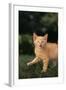 Angry Kitten in Grass-DLILLC-Framed Photographic Print