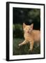 Angry Kitten in Grass-DLILLC-Framed Photographic Print