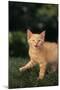 Angry Kitten in Grass-DLILLC-Mounted Photographic Print