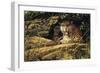 Angry Leopard-Michael Jackson-Framed Giclee Print