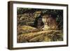 Angry Leopard-Michael Jackson-Framed Premium Giclee Print