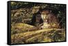 Angry Leopard-Michael Jackson-Framed Stretched Canvas