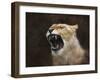 Angry Lioness Portrait-Jai Johnson-Framed Giclee Print