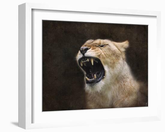 Angry Lioness Portrait-Jai Johnson-Framed Giclee Print
