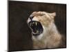 Angry Lioness Portrait-Jai Johnson-Mounted Giclee Print