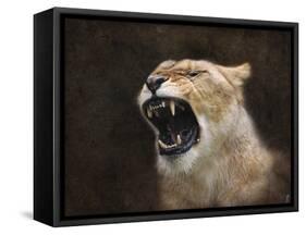 Angry Lioness Portrait-Jai Johnson-Framed Stretched Canvas
