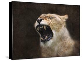 Angry Lioness Portrait-Jai Johnson-Stretched Canvas