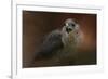 Angry Sharp Shinned Hawk-Jai Johnson-Framed Giclee Print