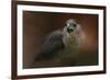 Angry Sharp Shinned Hawk-Jai Johnson-Framed Giclee Print