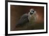 Angry Sharp Shinned Hawk-Jai Johnson-Framed Giclee Print