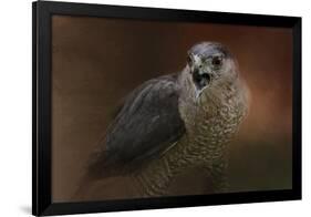 Angry Sharp Shinned Hawk-Jai Johnson-Framed Giclee Print