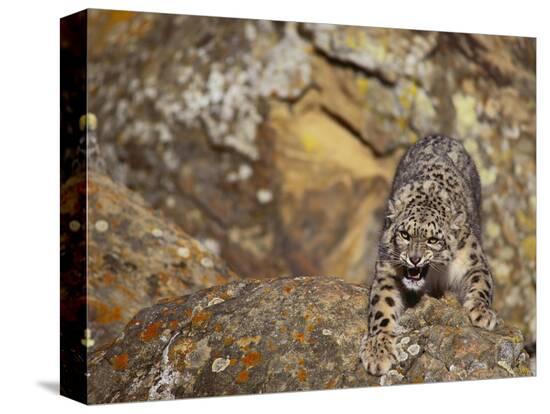 Angry Snow Leopard On Rocks Photographic Print Dlillc Allposters Com Angry Snow Leopard On Rocks Photographic Print Dlillc Allposters Com
