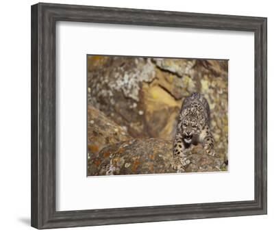 Angry Snow Leopard On Rocks Photographic Print Dlillc Allposters Com Angry Snow Leopard On Rocks Photographic Print Dlillc Allposters Com