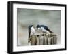 Angry Swallows-Jai Johnson-Framed Giclee Print