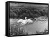 Angry Swan and Hound-null-Framed Stretched Canvas