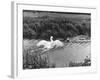 Angry Swan and Hound-null-Framed Photographic Print