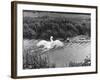 Angry Swan and Hound-null-Framed Photographic Print