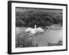 Angry Swan and Hound-null-Framed Photographic Print