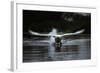 Angry Swan-Charles Bowman-Framed Photographic Print