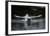 Angry Swan-Charles Bowman-Framed Photographic Print