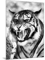 Angry Tiger Face-Snap2Art-Mounted Art Print