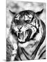 Angry Tiger Face-Snap2Art-Mounted Art Print