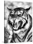 Angry Tiger Face-Snap2Art-Stretched Canvas