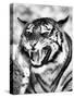 Angry Tiger Face-Snap2Art-Stretched Canvas