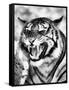 Angry Tiger Face-Snap2Art-Framed Stretched Canvas