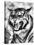 Angry Tiger Face-Snap2Art-Stretched Canvas