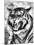 Angry Tiger Face-Snap2Art-Mounted Art Print