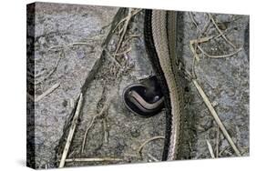 Anguis Fragilis (Slow Worm) - Farrowing-Paul Starosta-Stretched Canvas