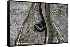 Anguis Fragilis (Slow Worm) - Farrowing-Paul Starosta-Framed Stretched Canvas