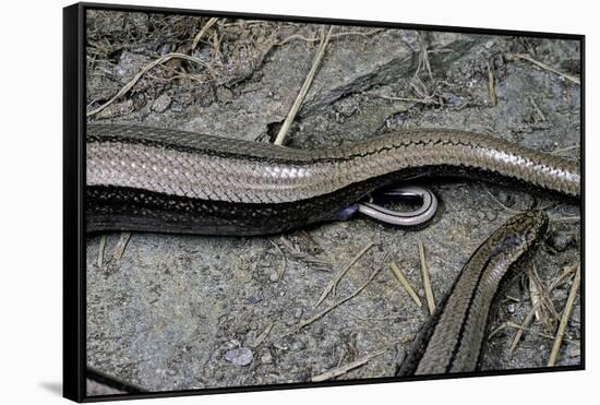 Anguis Fragilis (Slow Worm) - Farrowing-Paul Starosta-Framed Stretched Canvas