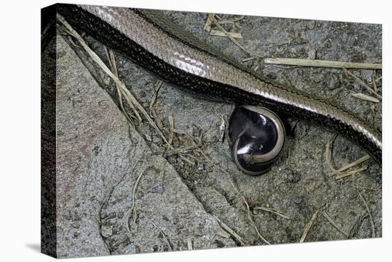 Anguis Fragilis (Slow Worm) - Farrowing-Paul Starosta-Stretched Canvas