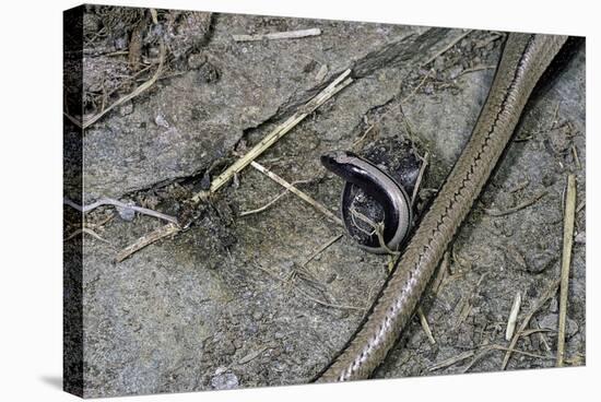 Anguis Fragilis (Slow Worm) - Farrowing-Paul Starosta-Stretched Canvas