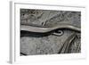 Anguis Fragilis (Slow Worm) - Farrowing-Paul Starosta-Framed Photographic Print