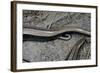 Anguis Fragilis (Slow Worm) - Farrowing-Paul Starosta-Framed Photographic Print